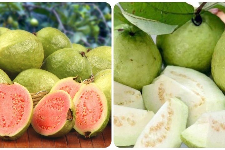 Sự khác biệt về dinh dưỡng giữa ổi trắng và ổi hồng