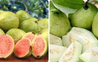 Sự khác biệt về dinh dưỡng giữa ổi trắng và ổi hồng