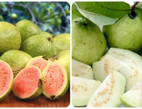 Sự khác biệt về dinh dưỡng giữa ổi trắng và ổi hồng